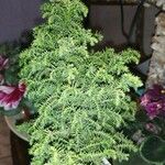 Juniperus chinensis Blatt