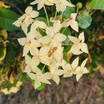 Ixora chinensisफूल