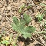 Ranunculus paludosus Leaf