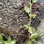 Cerastium semidecandrum 整株植物