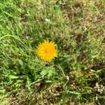 Krigia dandelion Flower