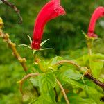 Centropogon cornutus Blüte