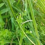 Galium rivale Лист