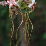 Strophanthus eminii Blüte