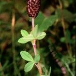 Trifolium spadiceum Arall