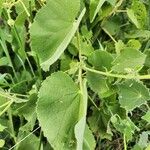 Abutilon hirtum Feuille