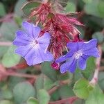 Ceratostigma willmottianum Blüte