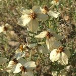 Zinnia acerosa Blüte