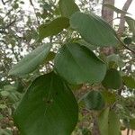 Pterocarpus rotundifolius Leaf