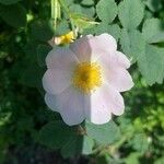 Rosa corymbifera Flower