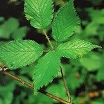 Rubus marianus Leaf