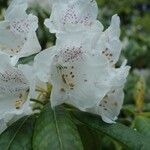 Rhododendron × peregrinum