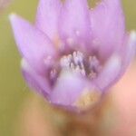 Xeranthemum cylindraceum Flor