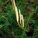 Lycopodium digitatum Hedelmä