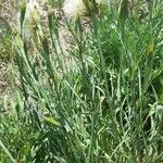 Tragopogon dubius عادت داشتن