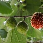 Broussonetia papyrifera Fruit