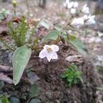 Claytonia caroliniana Blomma