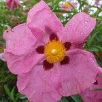 Cistus x purpureus Virág