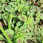 Amaranthus tricolor पत्ता