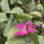 Bauhinia × blakeanaBlomma