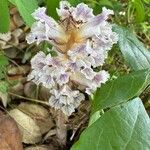 Orobanche crenata 花