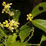 Bunchosia nitida Fleur
