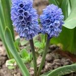 Muscari azureum Habitatea