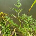 Peucedanum palustre Blad