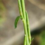 Hirschfeldia incana Fruit