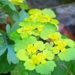 Chrysosplenium alternifolium Fulla