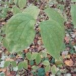 Philadelphus pubescens Hoja