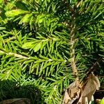 Picea orientalis Deilen