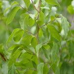 Casearia praecox Leaf