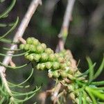 Melaleuca alternifolia Çiçek