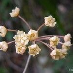 Hoya nicholsoniae পাতা