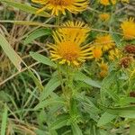 Inula salicina Fleur