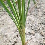 Typha orientalis Leaf