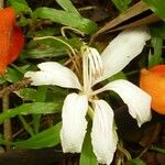Bauhinia forficata 花