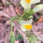 Linaria vulgarisFiore