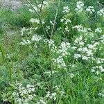 Chaerophyllum aureum 整株植物