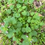 Lamium hybridumLapas