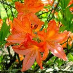 Rhododendron calendulaceum Fula