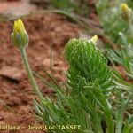 Ranunculus falcatus Други