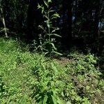 Epilobium roseum Habit