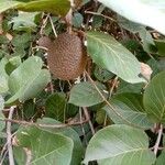 Nauclea latifolia Frukto