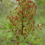 Pistacia terebinthus Φρούτο