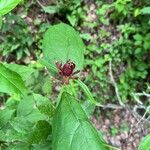 Calycanthus floridusKwiat