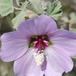 Malva subovataFlower