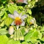 Sparrmannia africana പുഷ്പം