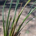 Eleocharis multicaulis Цветок